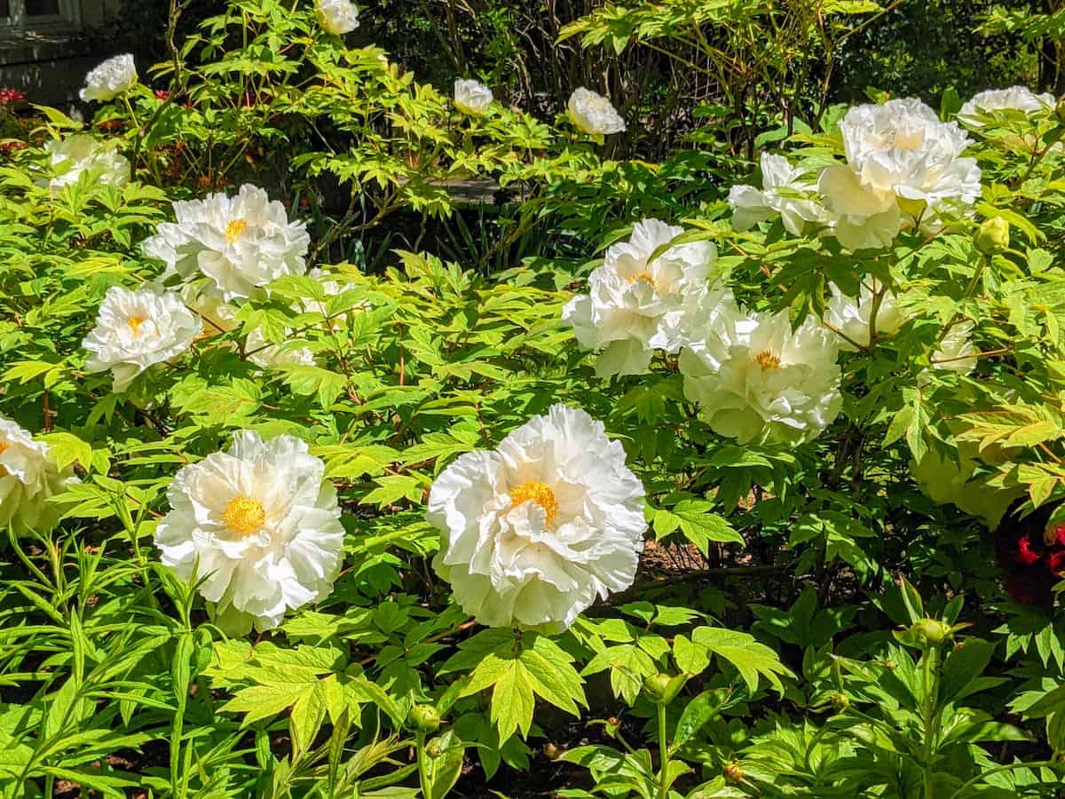 White peonies