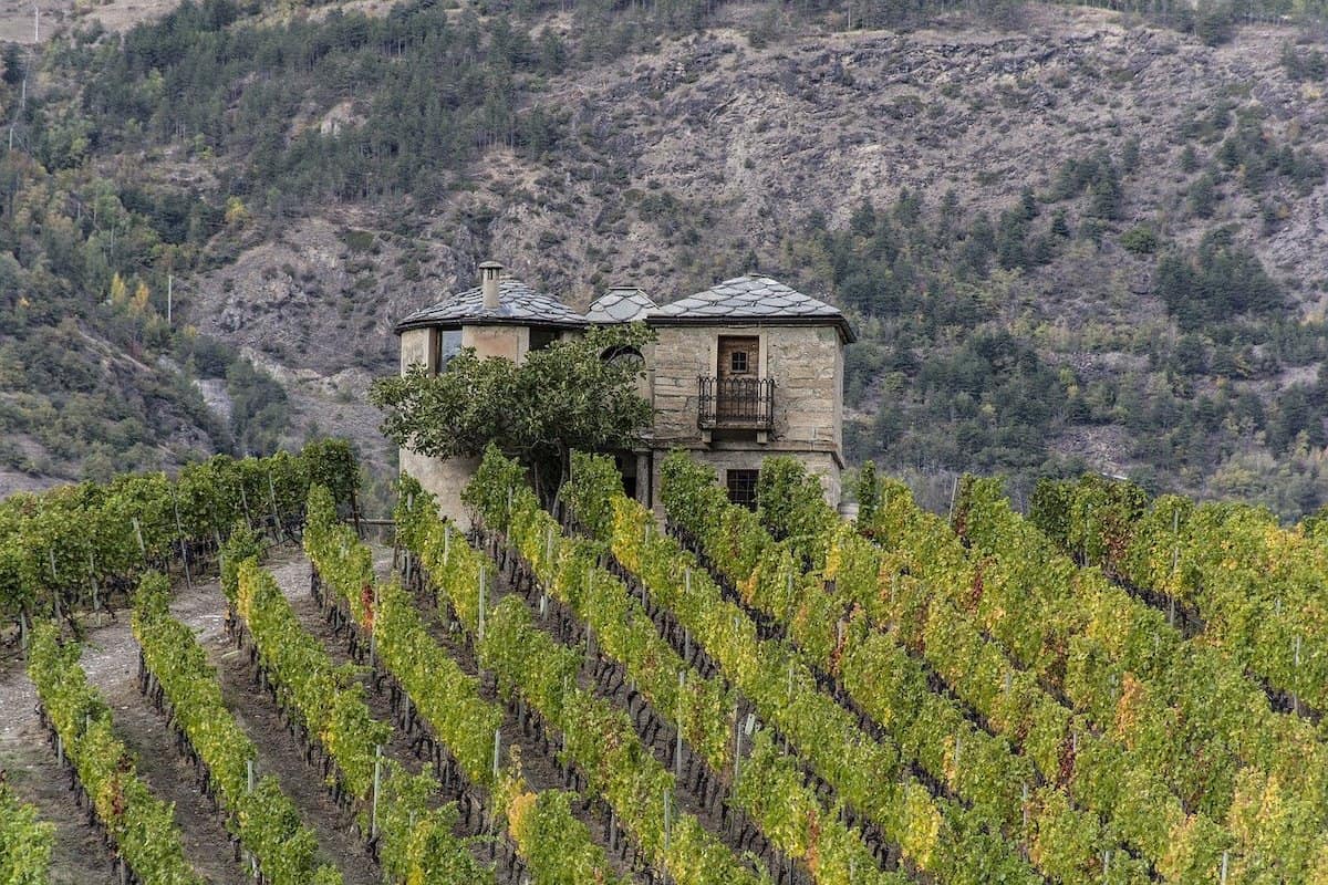 VIneyard in the Aosta Valley