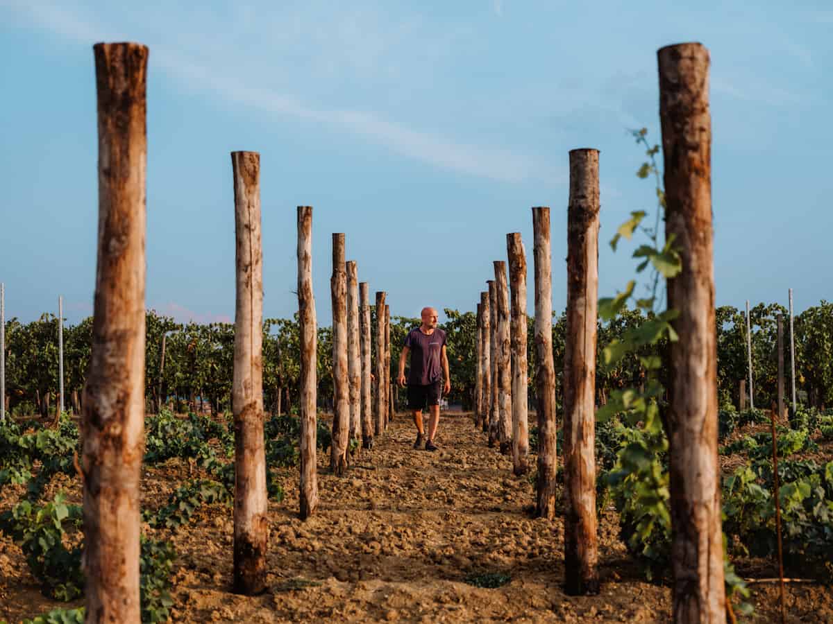 Umbrian Wines at Madrevite Winery