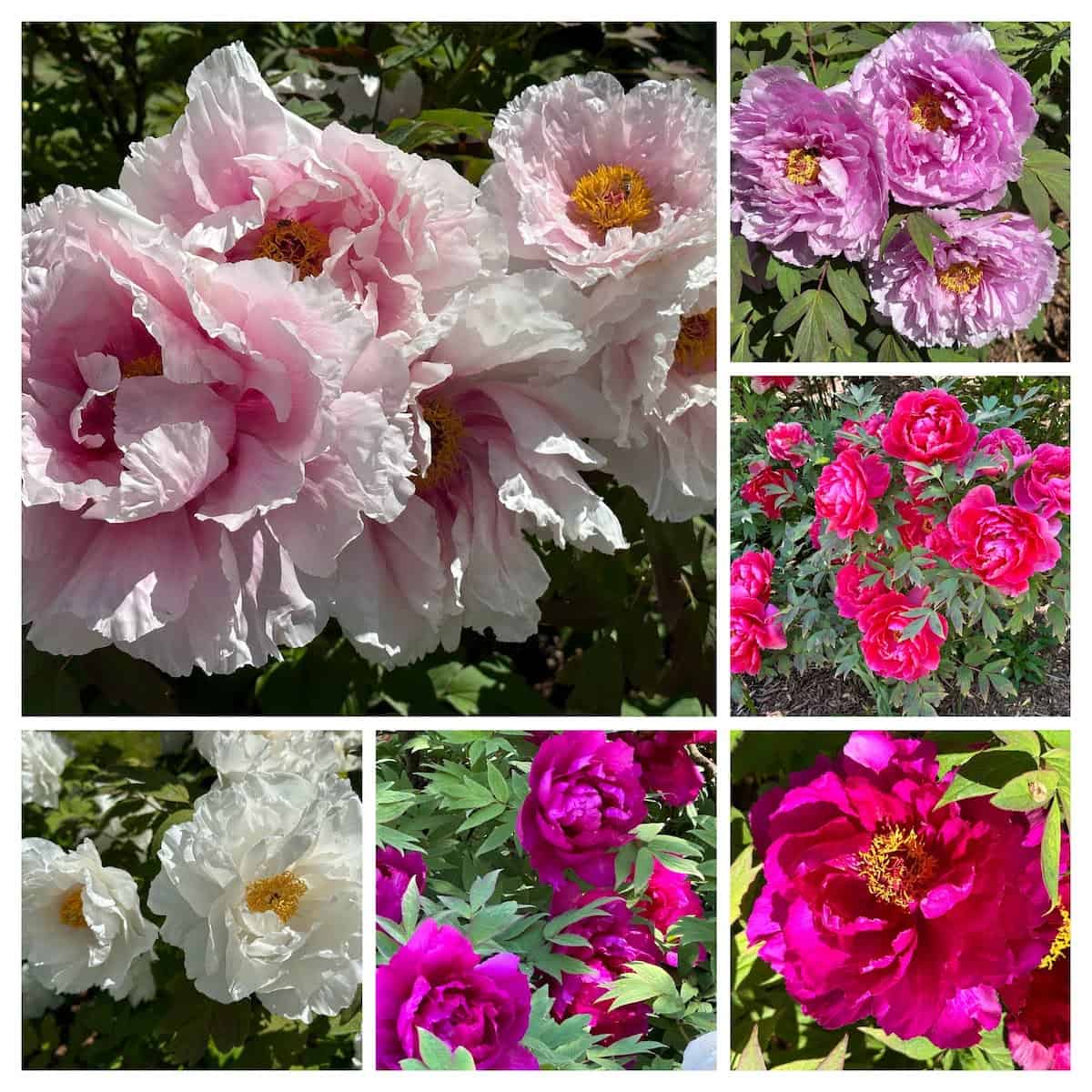 2023 Peony Collage