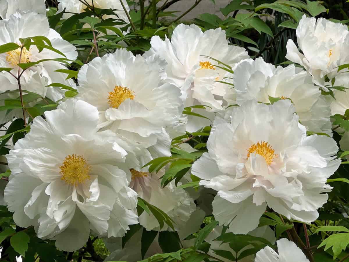 Peony at Rockefeller State Park