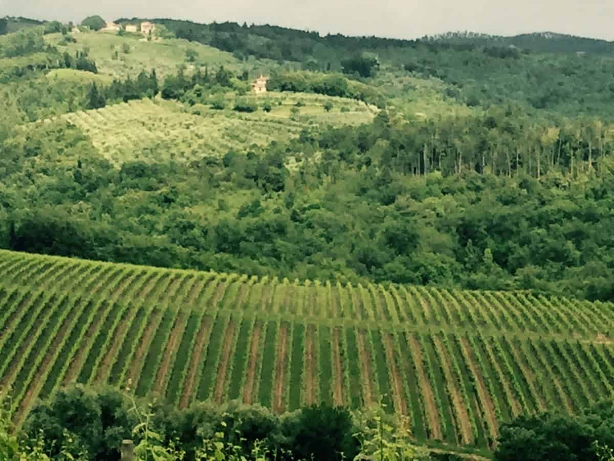 A vineyard in Castellina in Chianti
