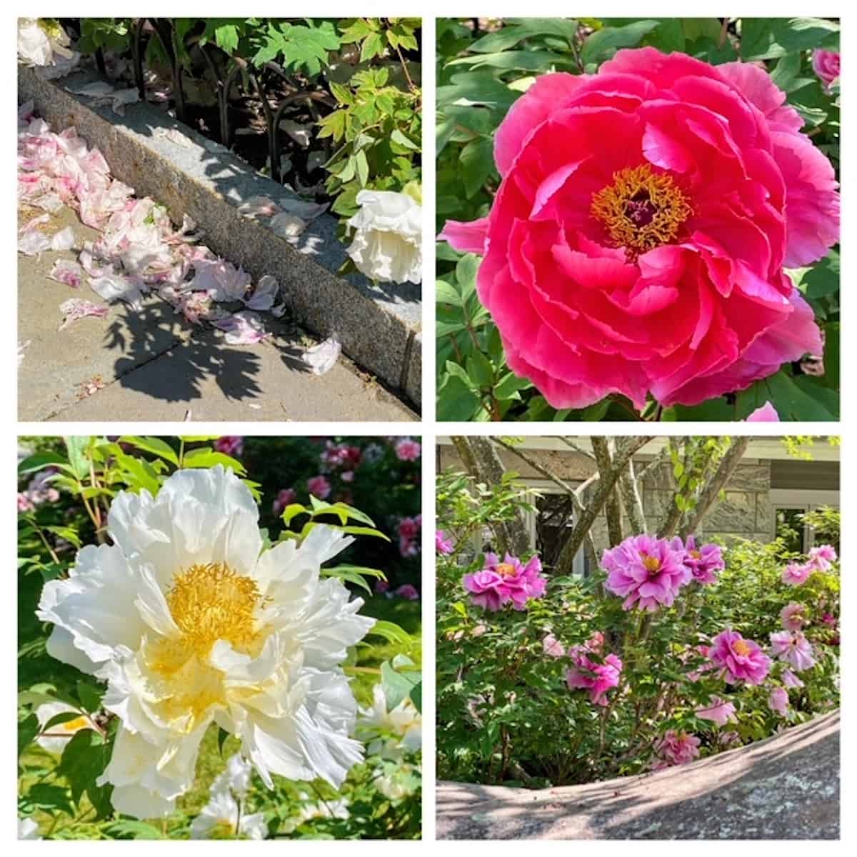 Peonies at Rockefeller State Park
