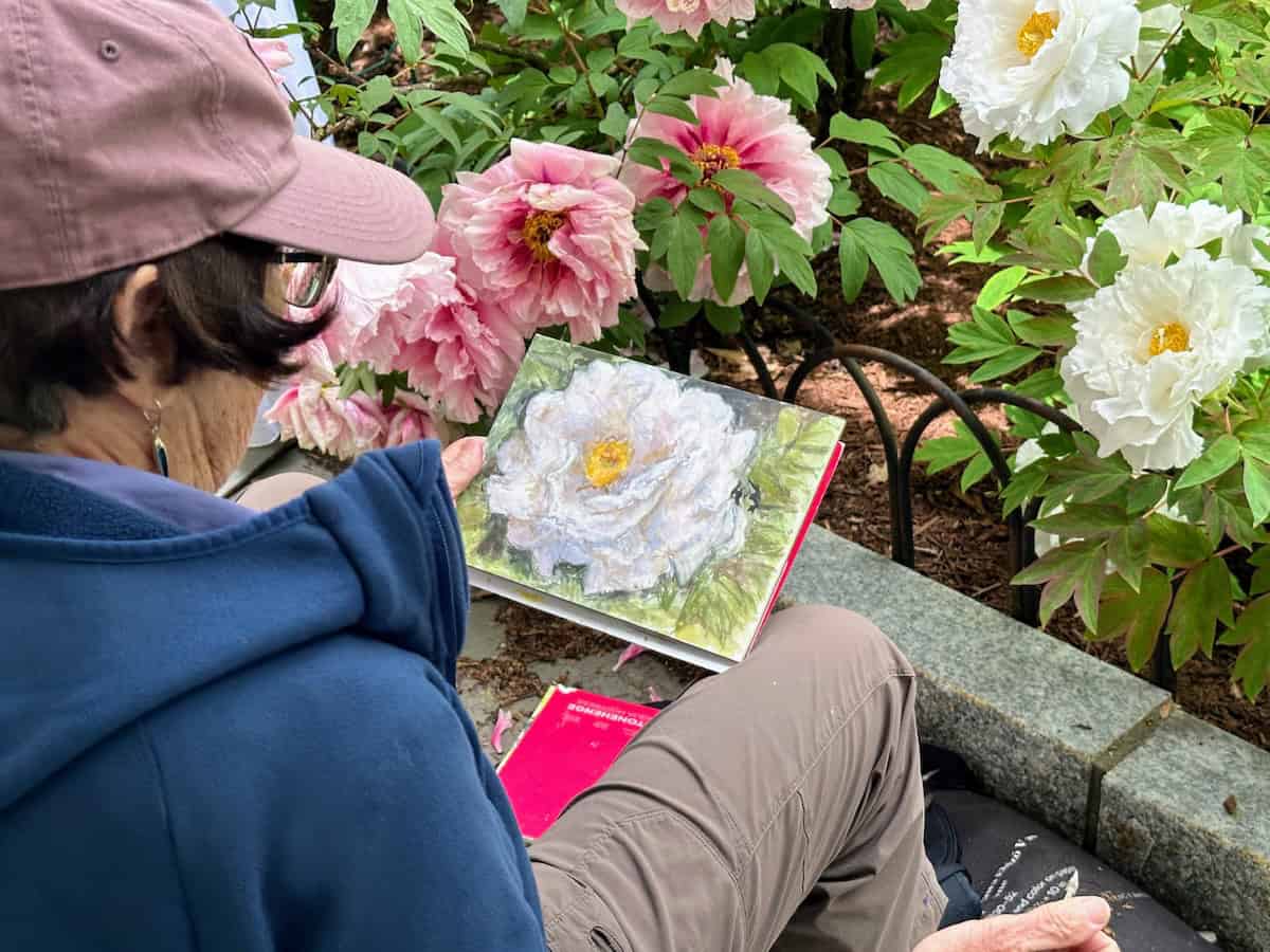 Local artist at work capturing the beauty of the peonies
