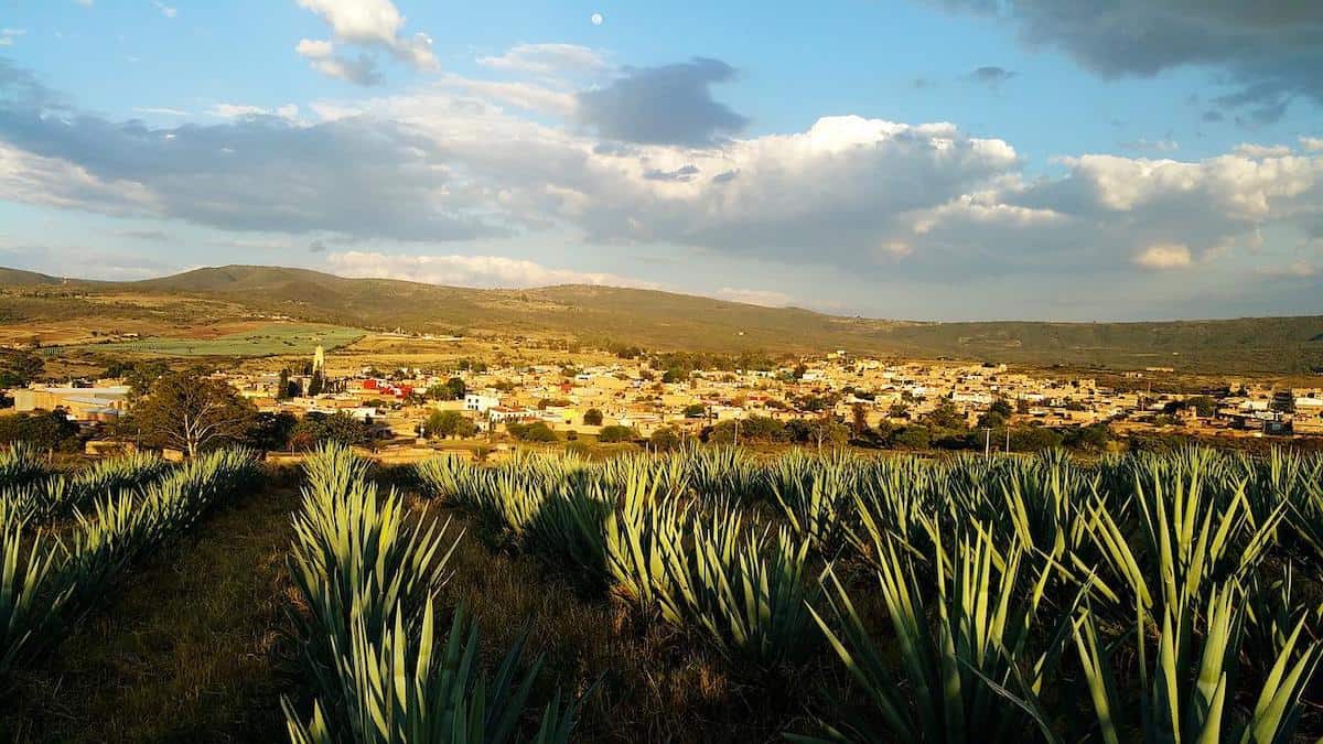 Agave plants in Jalisco