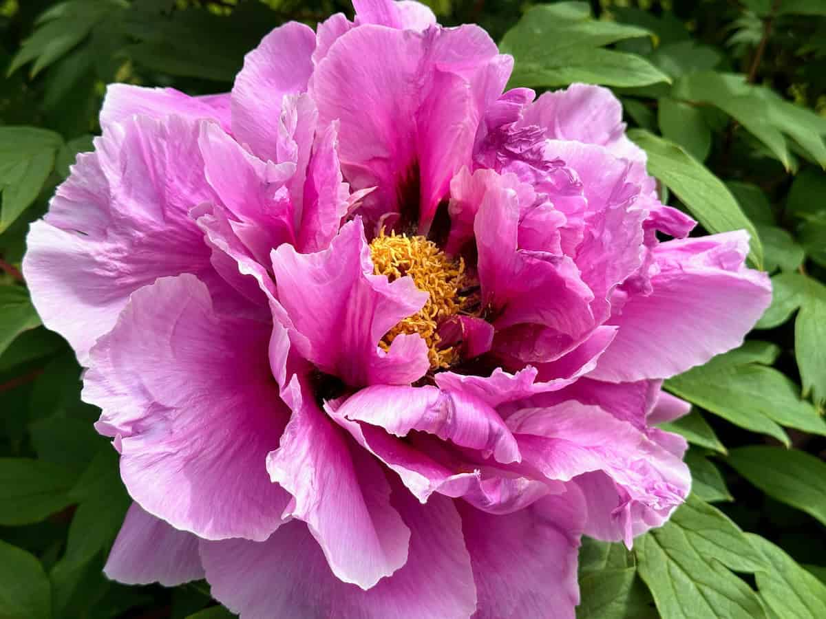 Fuschia peony at Rockefeller State Park