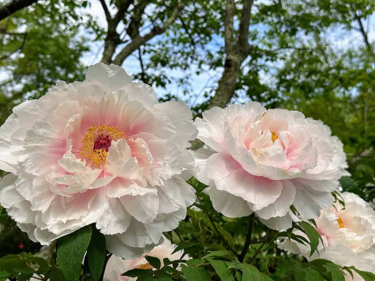 Peony at Rockefeller State Park