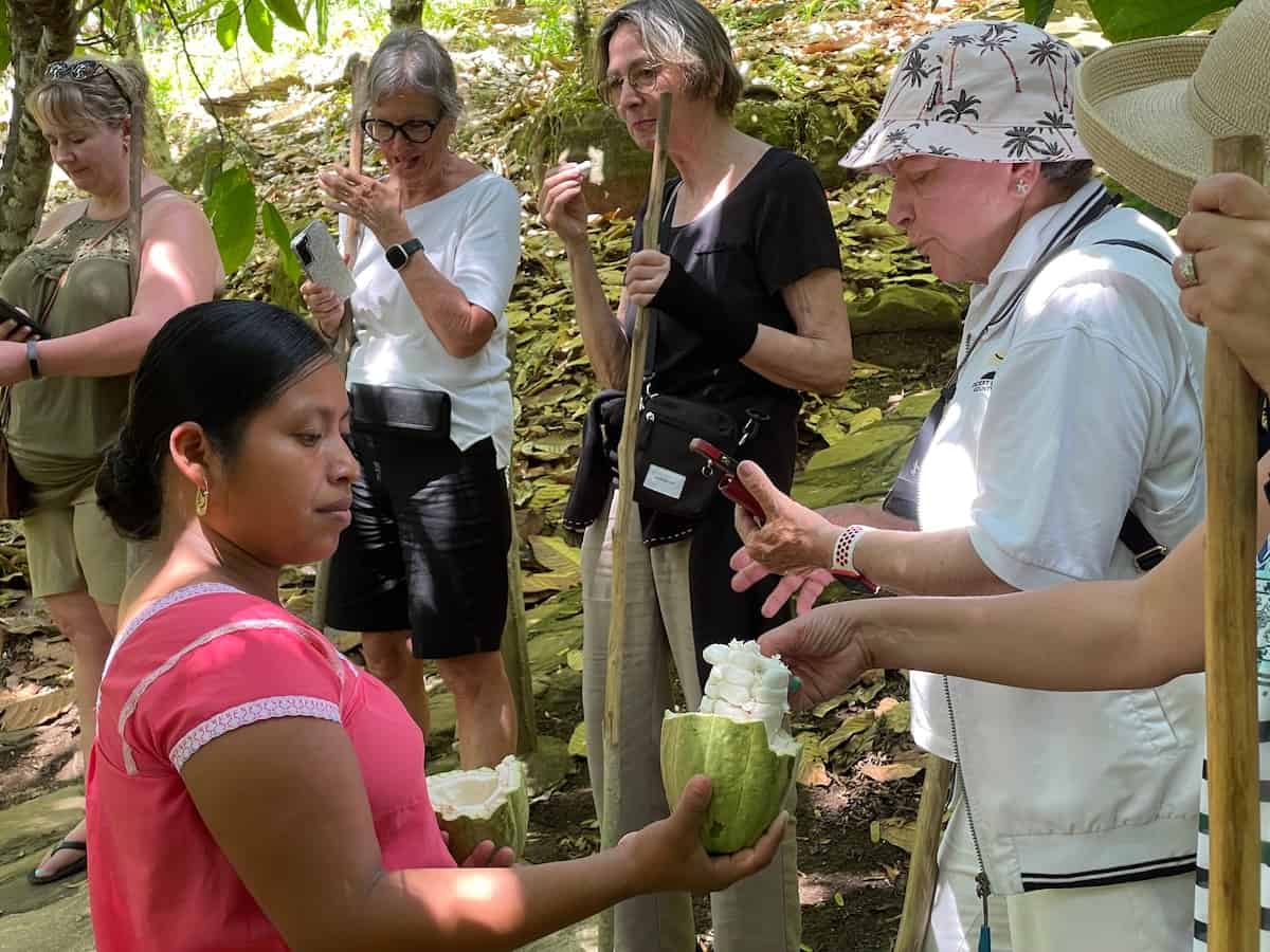 On a chocolate tour, cocoa beans for guests