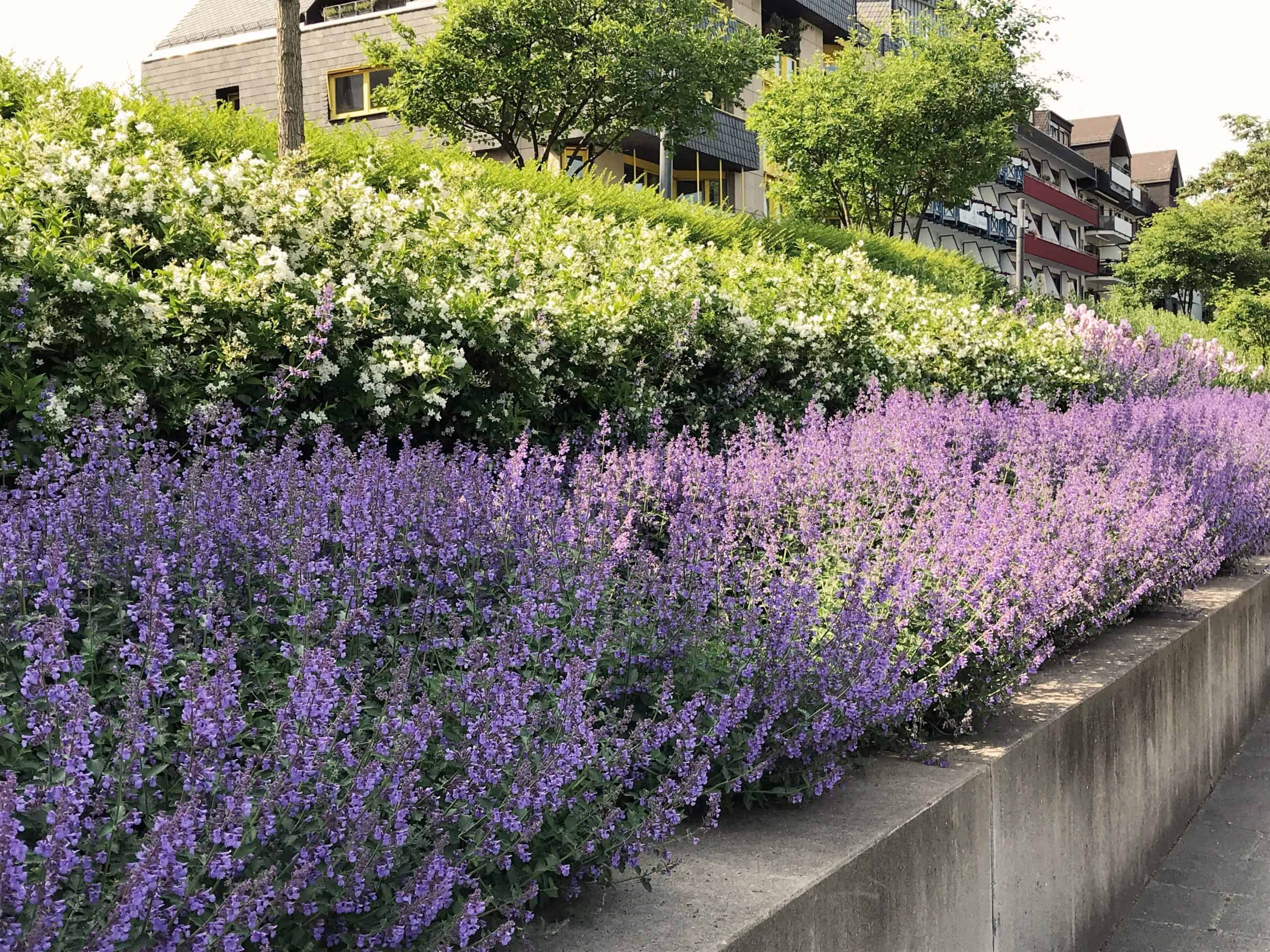 Flowers along the river bank in Koblenz, Germany 