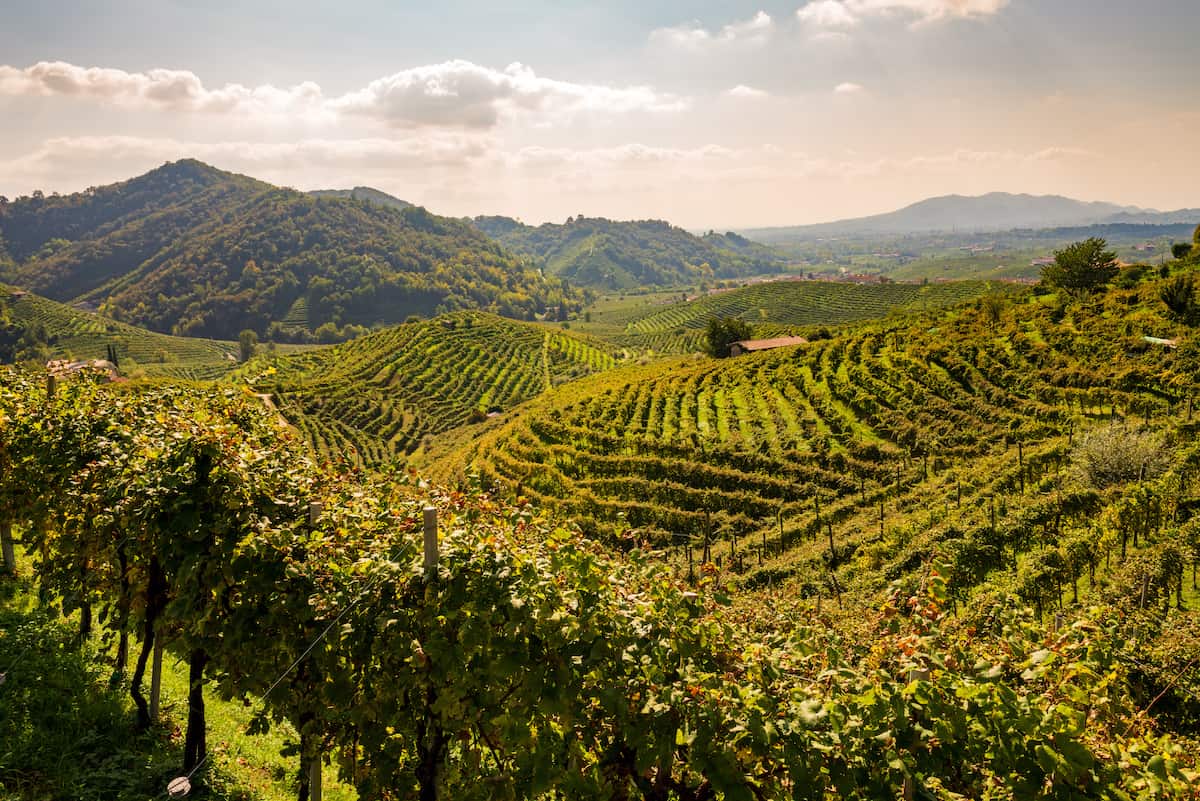 Exploring Italy's Vineyards - Sustainable Practices in Italian Vineyards