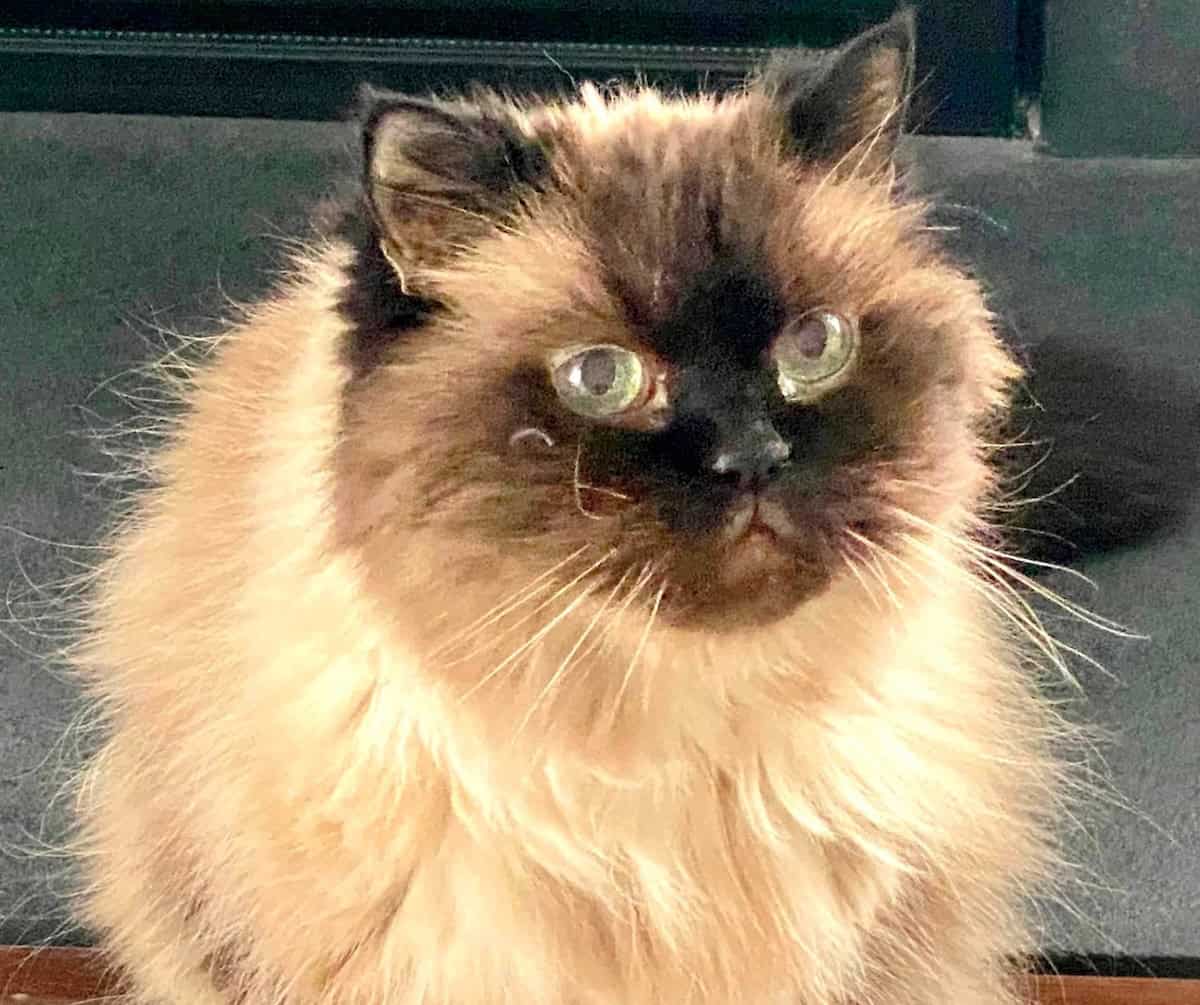Cat will welcome you home