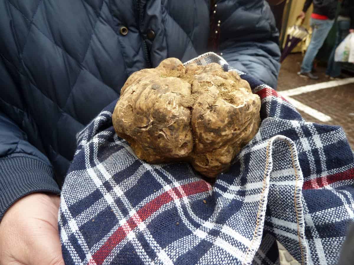 A prize-winning white truffle