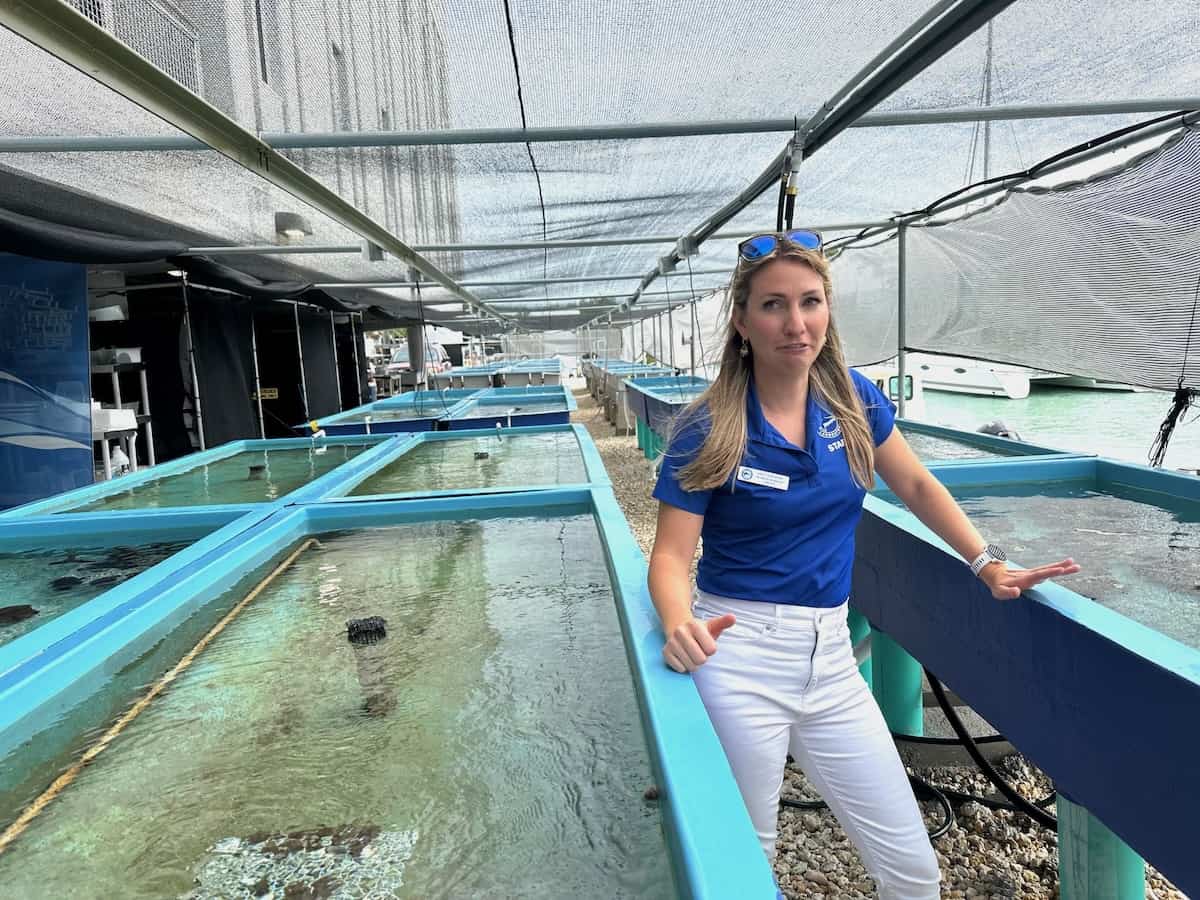 Coral cultivation tanks at the Mole Marine Lab