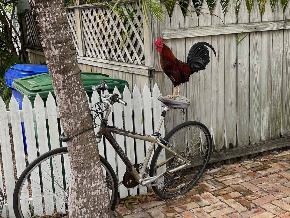 Things to do in Key West: Look for the free range roosters