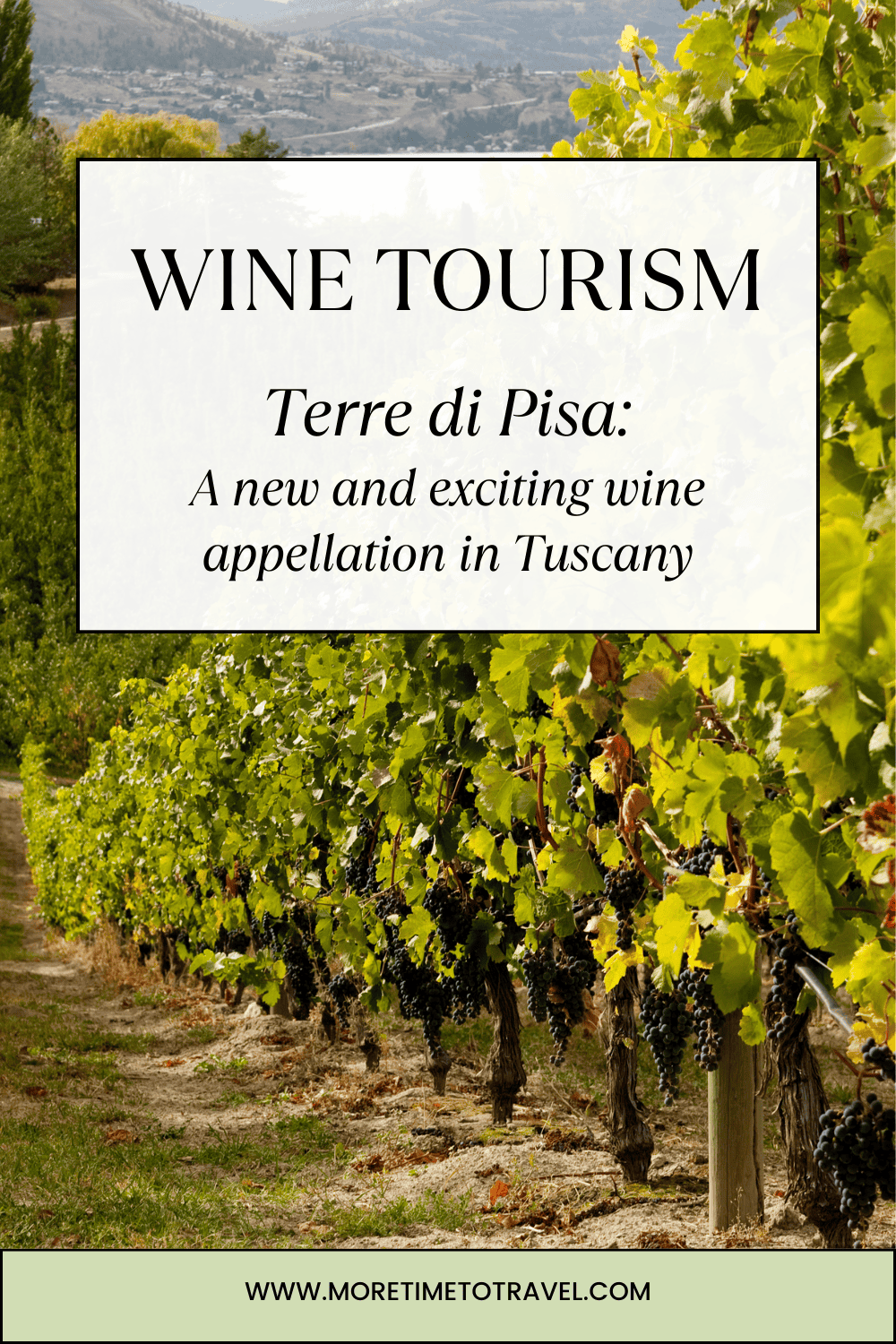 Terre di Pisa pin