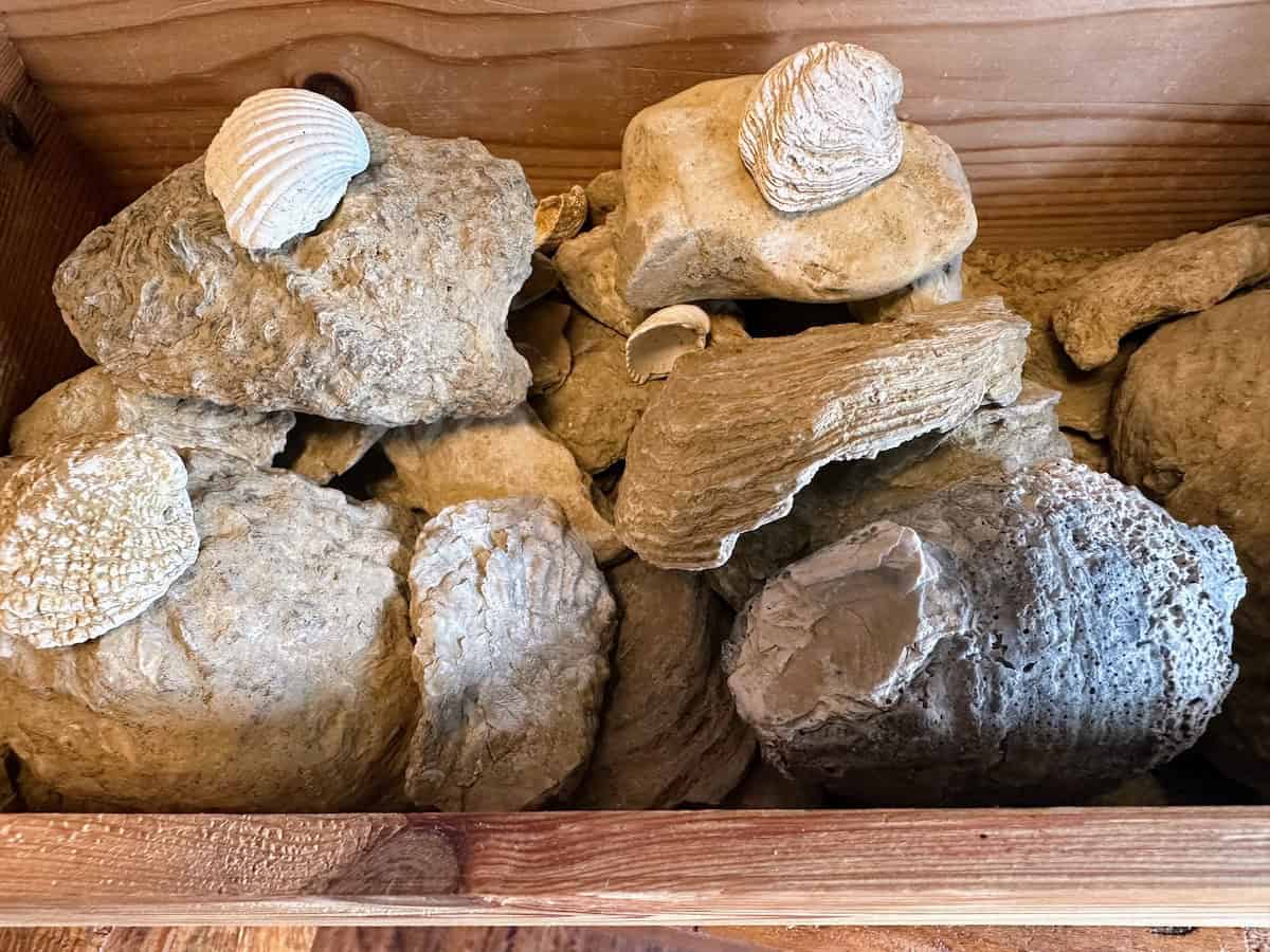 Shells collected at Podere La Chiesa in Terricola, Terre di Pisa