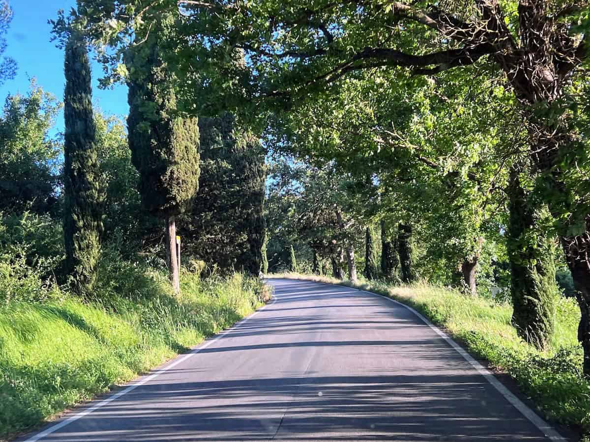 Tree-lined road in La Sterza , a frazione of Terricciola