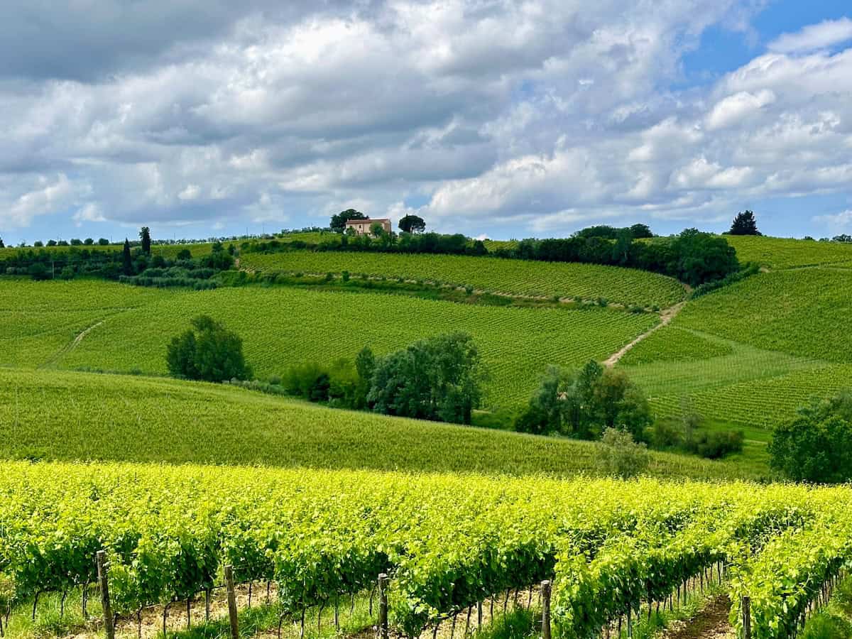 The vines and lush landscape at Podere La Chiesa