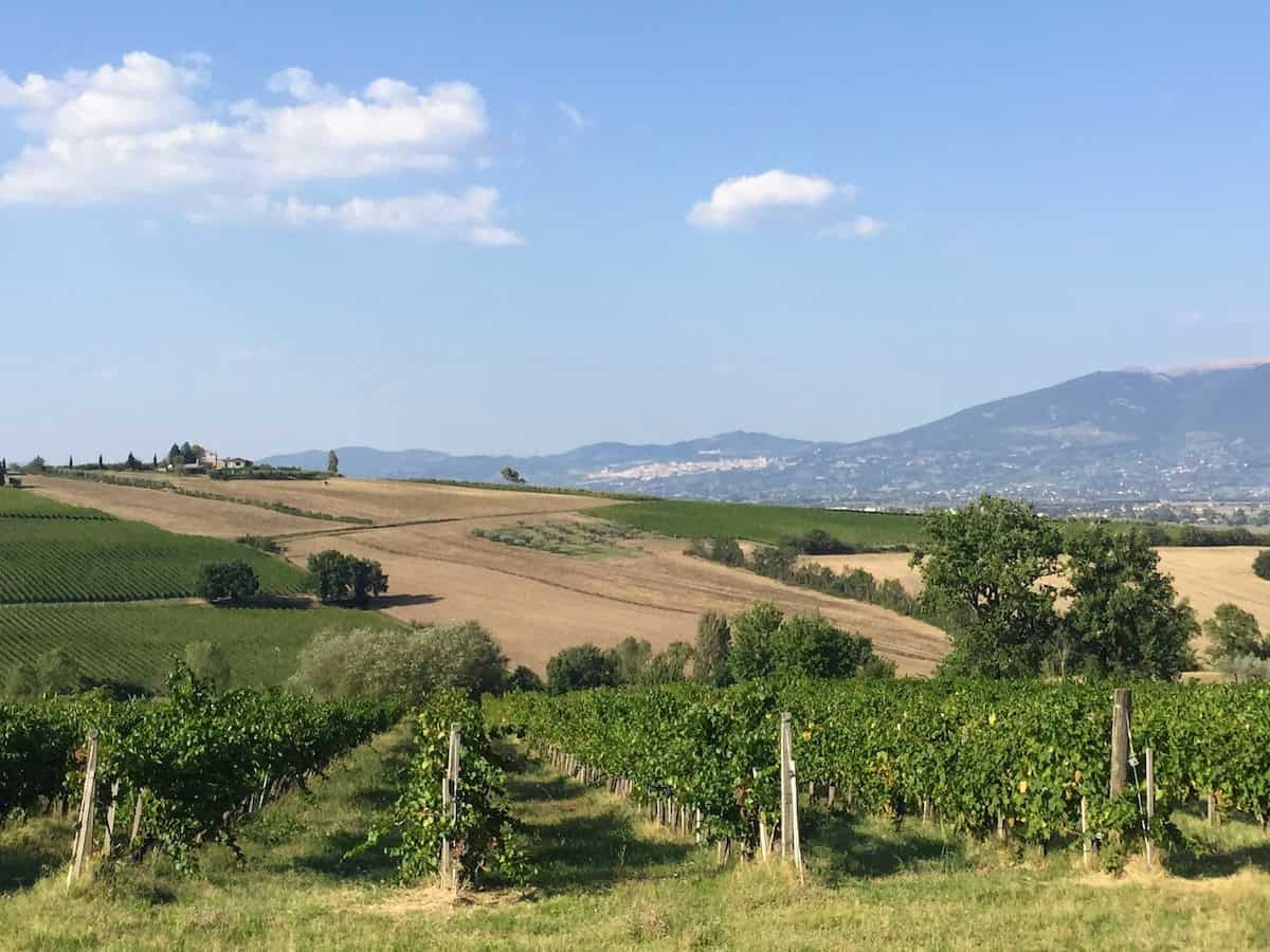 Vineyards in Umbria