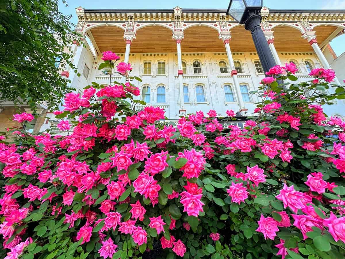 Roses in bloom in front of the Adelphi Hotel on Broadway