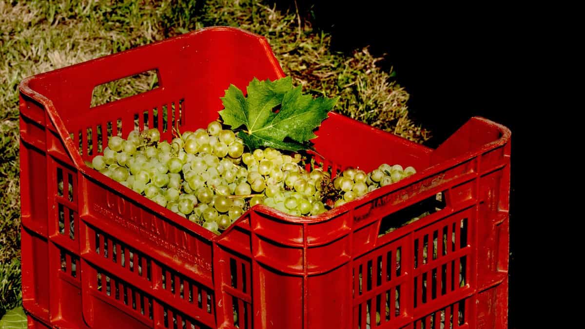Ribolla Galla white wines grapes are primarily grown in Friuli (credit: Collavini)