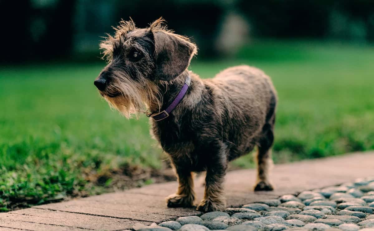 Manlio's dachshund Ribolla (credit: Collavini)
