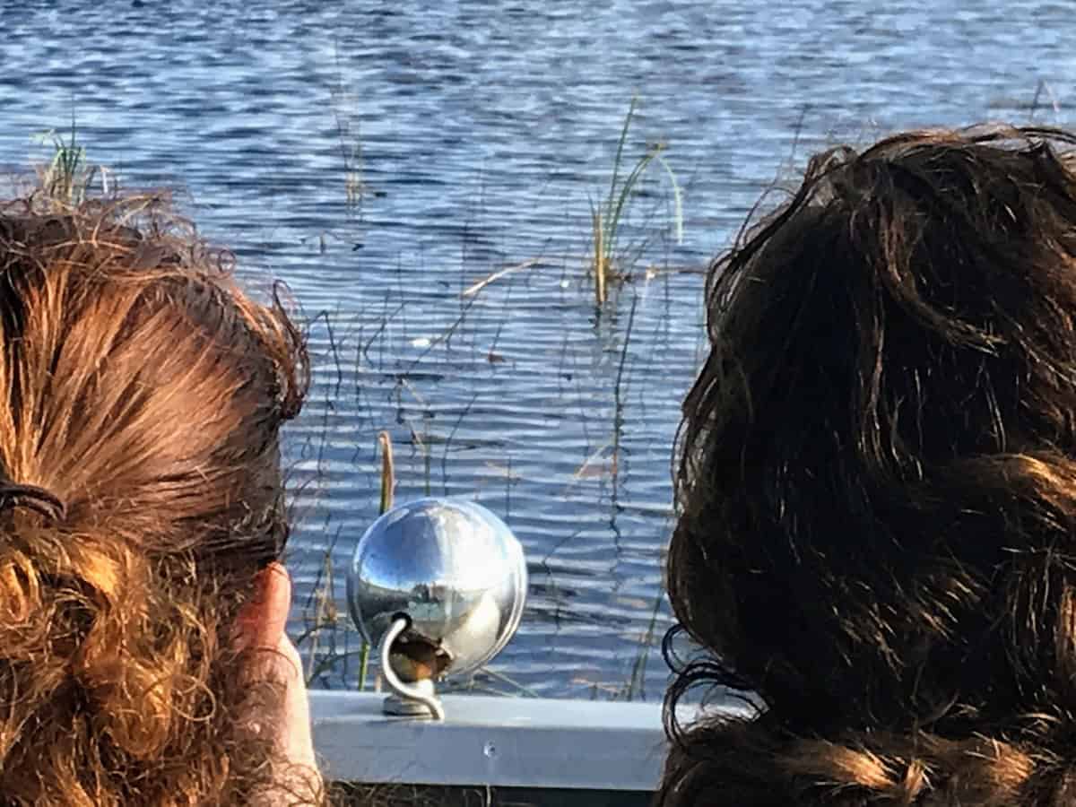 Windblown on the Florida Everglades