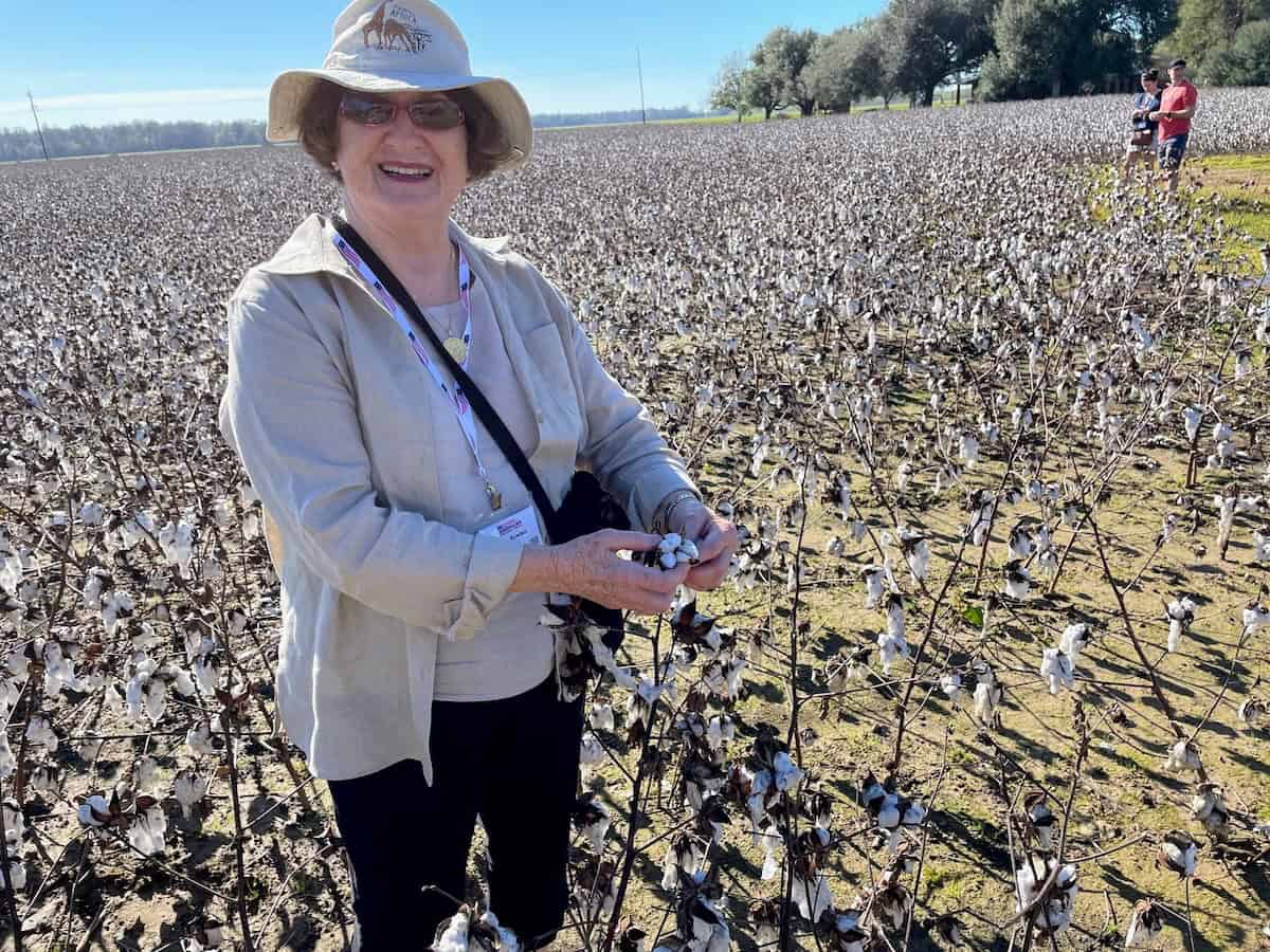 Author Sandra Nowlan picking cotton in Vidalia, Louisiana (credit: John Nowlan)
