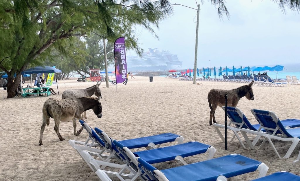 Donkeys roam freely on Grand Turk Island (credit; John and Sandra Nowlan)