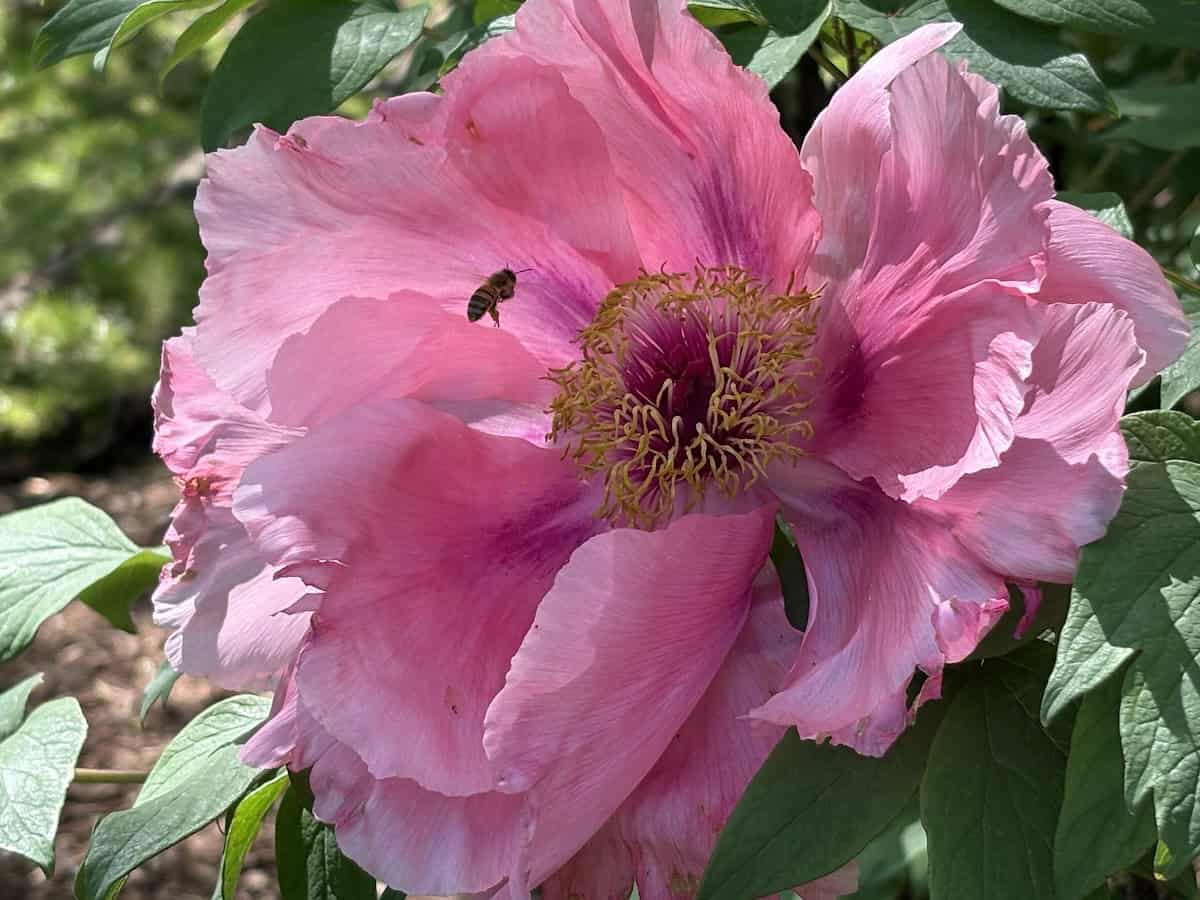 Peonies at Rockefeller State Park Preserve 5/11/25 (credit: Irene S. Levine)