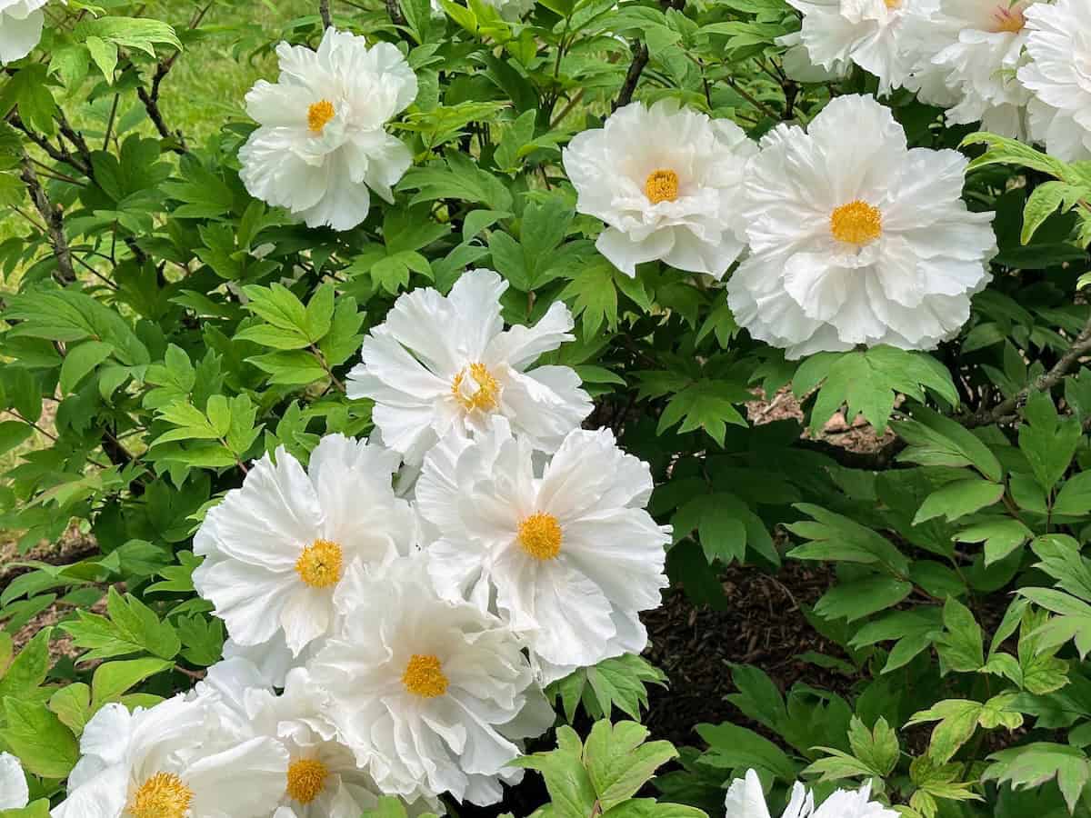 Peonies at Rockefeller State Park Preserve 5/8/25 (credit: Irene S. Levine)
