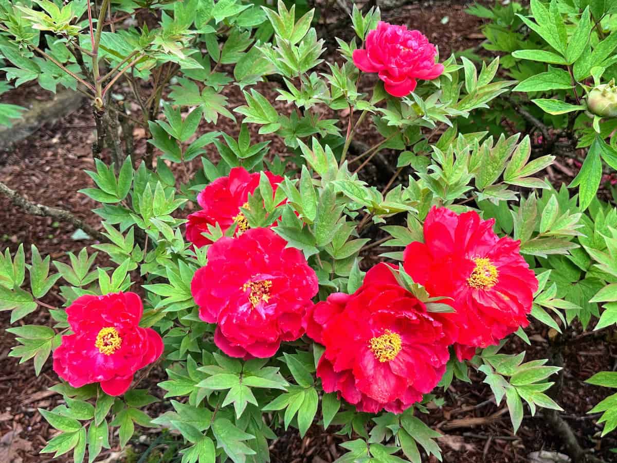 Peonies at Rockefeller State Park Preserve 5/8/25 (credit: Irene S. Levine)