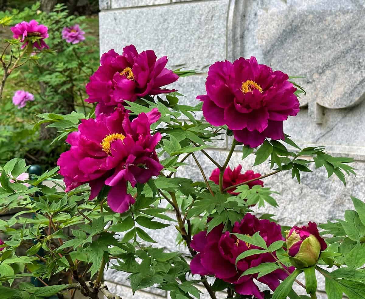 Peonies at Rockefeller State Park Preserve 5/8/25 (credit: Irene S. Levine)