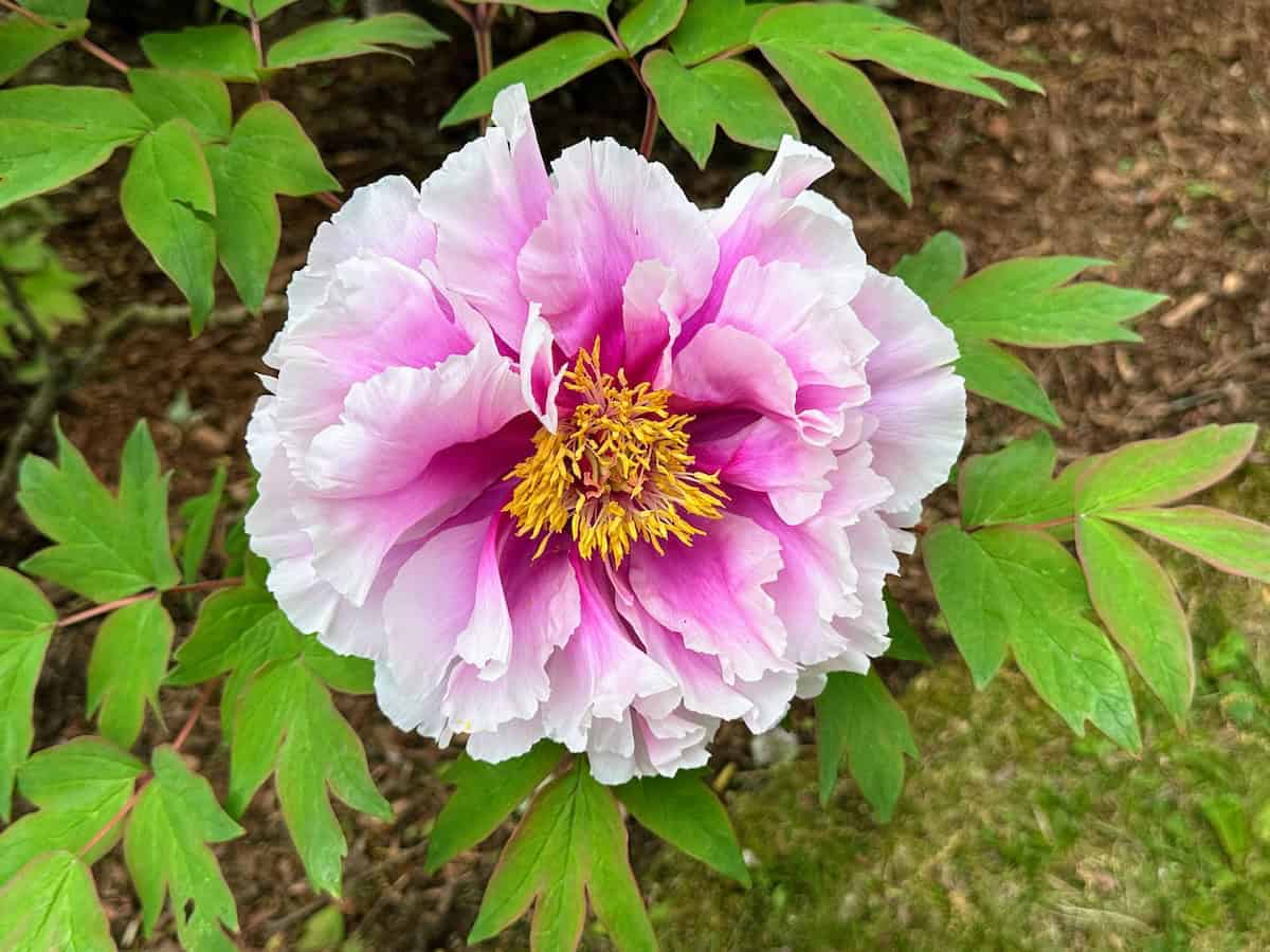 Peonies at Rockefeller State Park Preserve 5/8/25 (credit: Irene S. Levine)