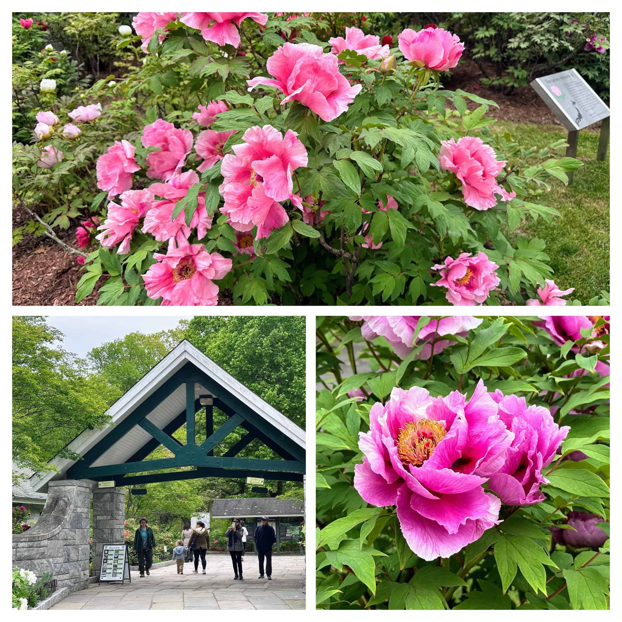 Peonies at Rockefeller State Park 2026 (credit: Jerome Levine)