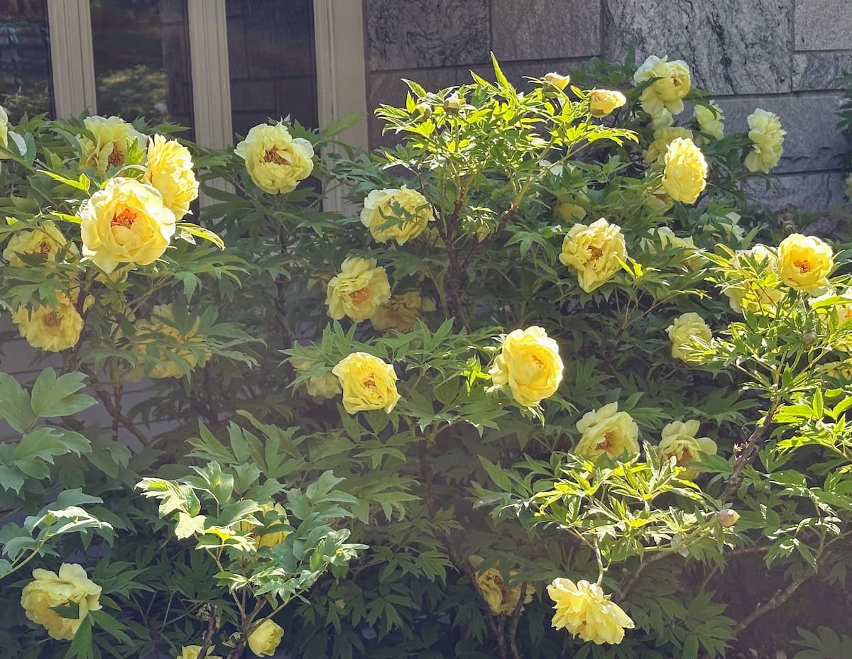Yellow peonies at Rockefeller State Park Preserve 5/11/25 (credit: Irene S. Levine)