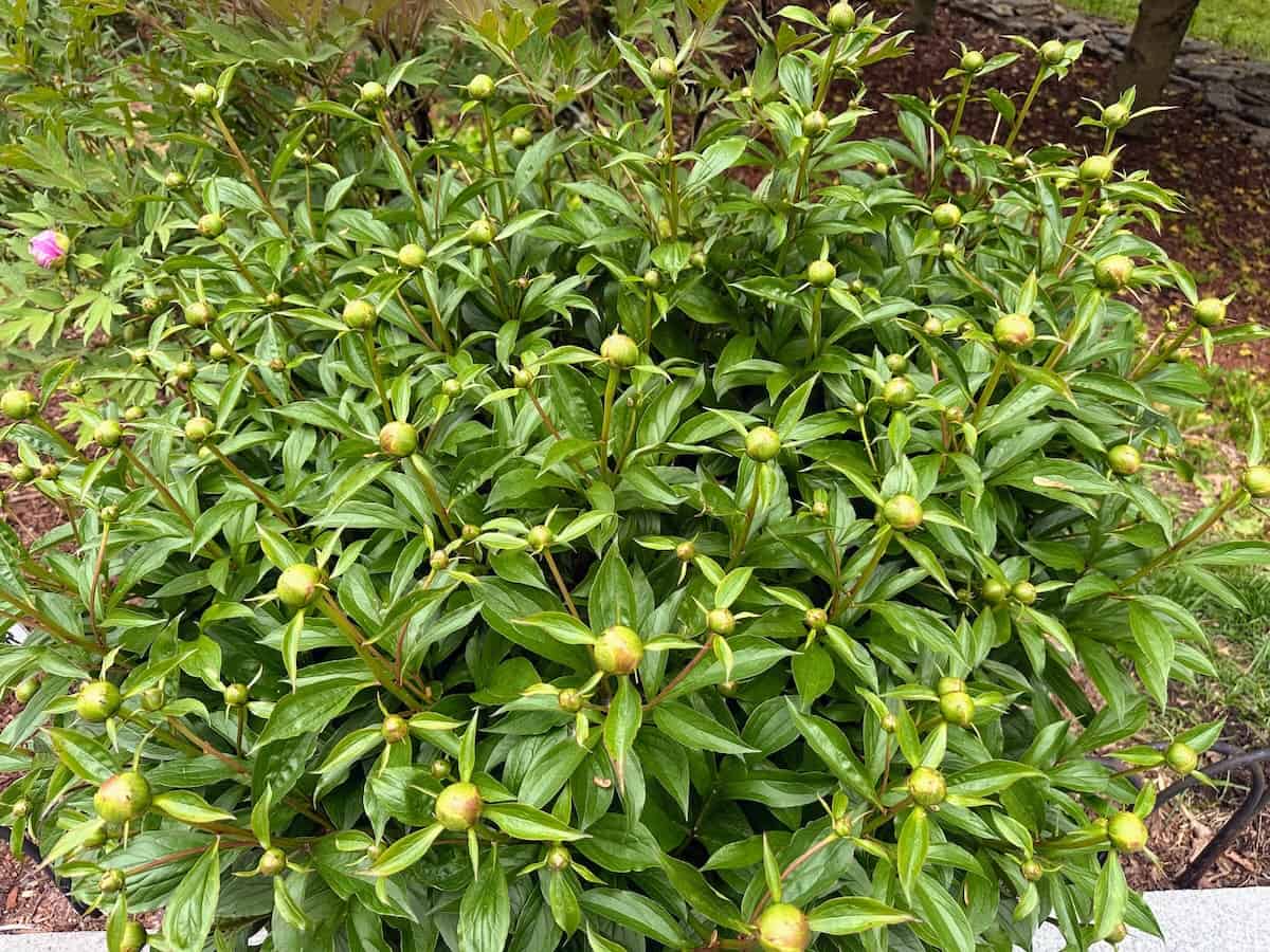 Peony buds waiting to bloom (credit: Jerome Levine)
