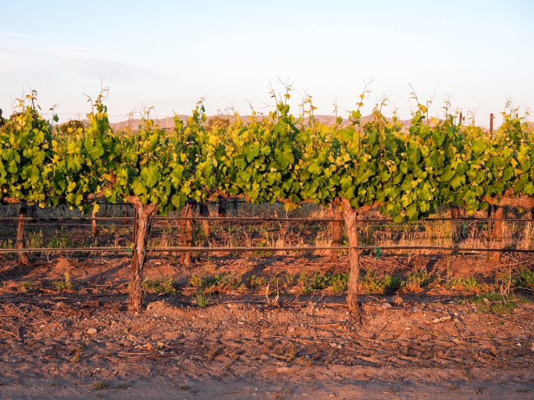 VINEYARD in Livermore Valley Wine Country (credit: Adobe stock)