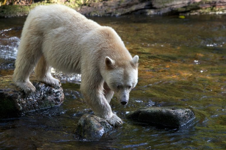 The Spirit bear emerges from the Great Bear Rainforest (Courtesy Kevin Smith Maple Leaf Adventures).