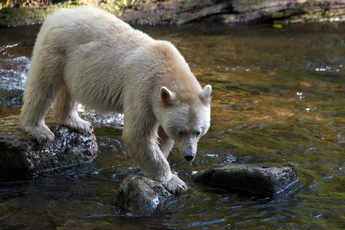 The Spirit bear emerges from the Great Bear Rainforest (Courtesy Kevin Smith Maple Leaf Adventures).