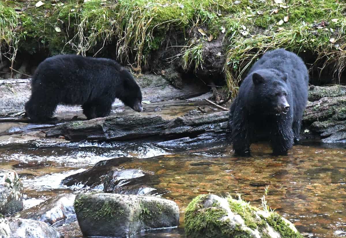 A black bear sow and first year cub fishing for salmon in Riordan Creek.