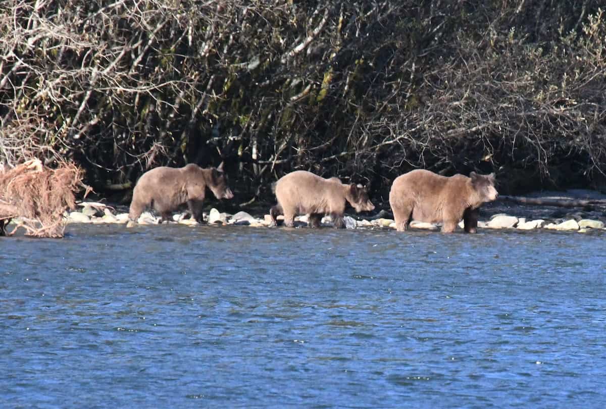 A Grizzly bear sow and her two cubs prepare to swim across the Muscle Creek Estuary (credit: James Ross)