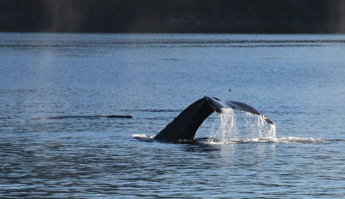 We saw frequent spouts from blowholes hanging in the chilly air as the humpback whales surfaced, showing their tails before deep dives (credit: James Ross)