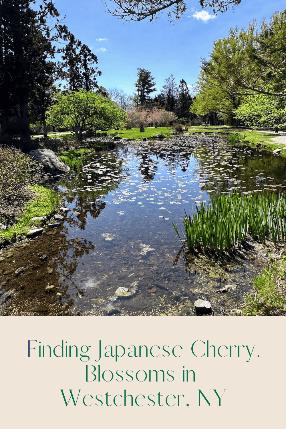 Cherry blossom pin