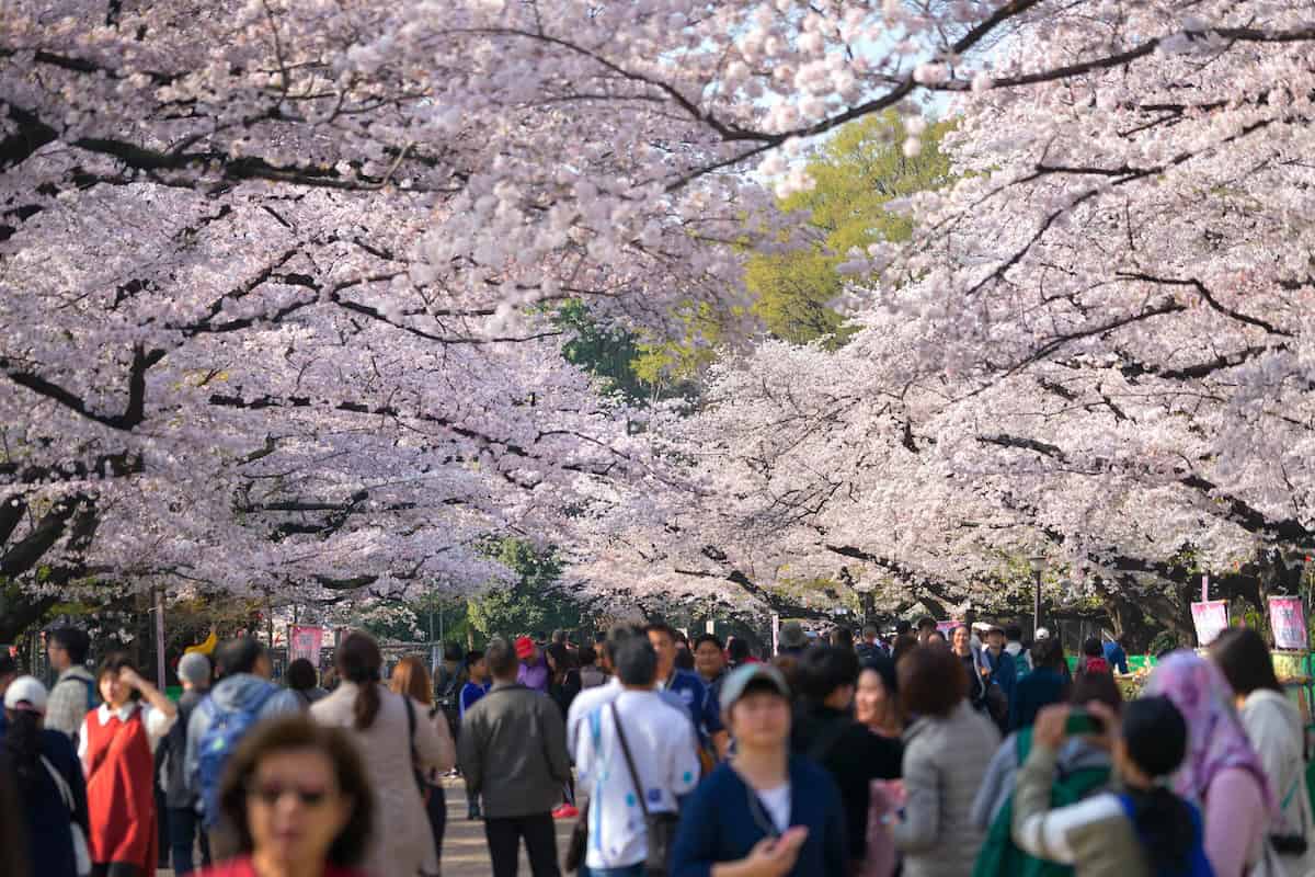 Cherry blossoms (and crowds) in Ueno Park in Tokyo (credit: Adobe stock)