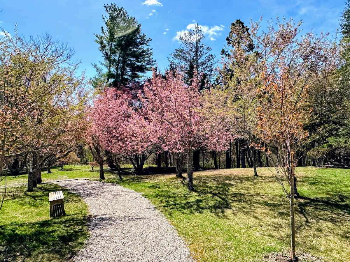 Cherry blossoms getting ready to bloom at Hammond (credit: Jerome Levine)