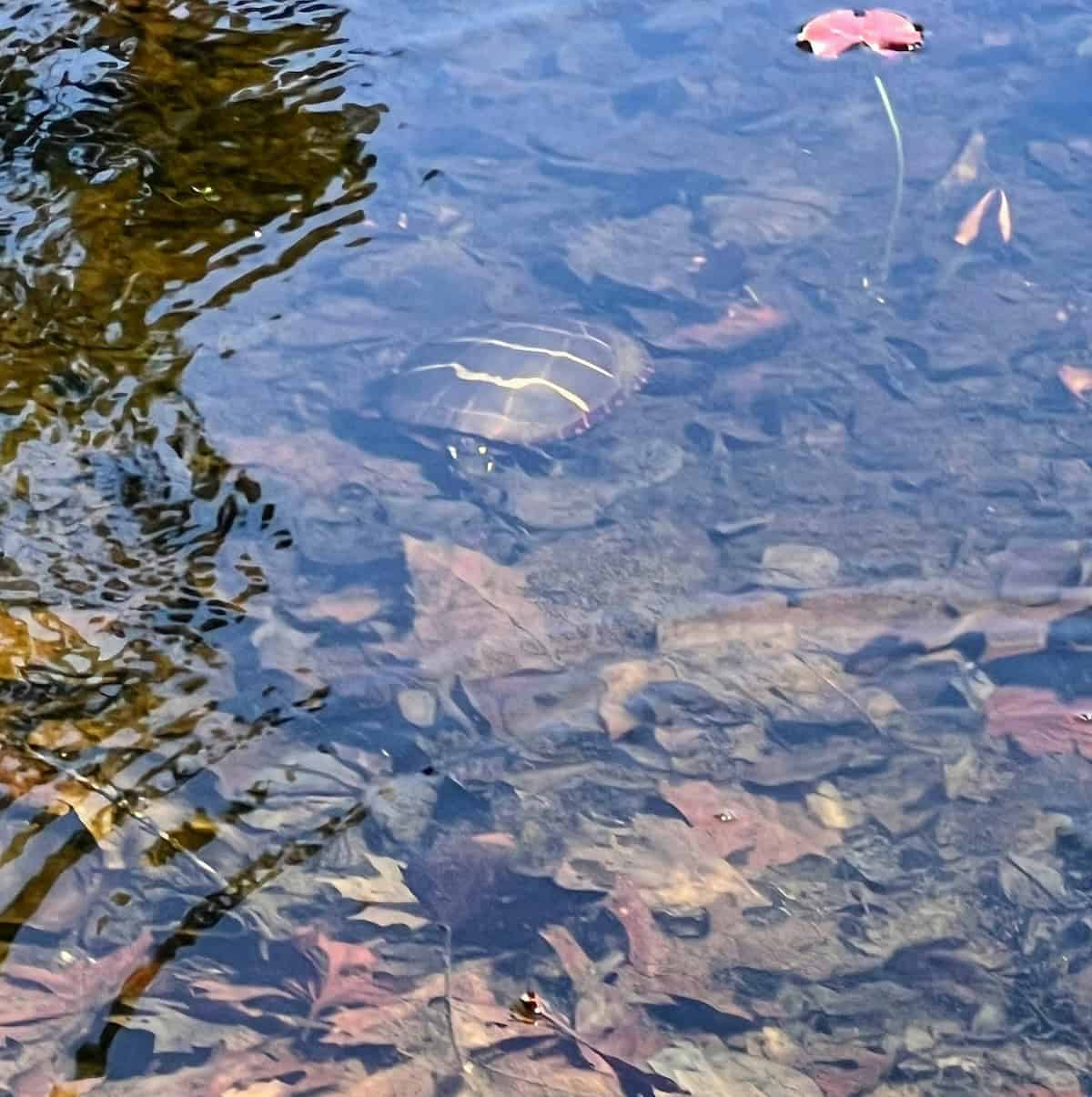 Turtle in the pond (credit: Jerome Levine)
