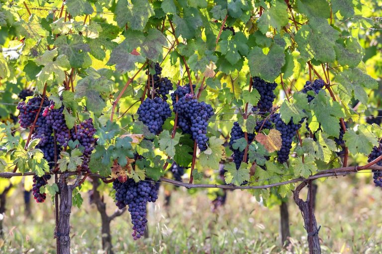 Nizza Barbera grapes in Piedmont, Italy (credit: Adobe Stock)
