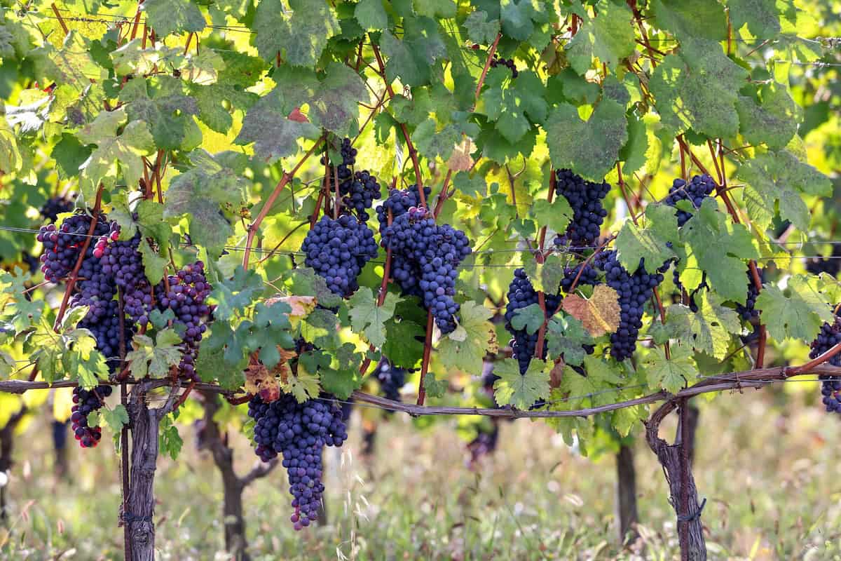 Nizza Barbera grapes in Piedmont, Italy (credit: Adobe Stock)