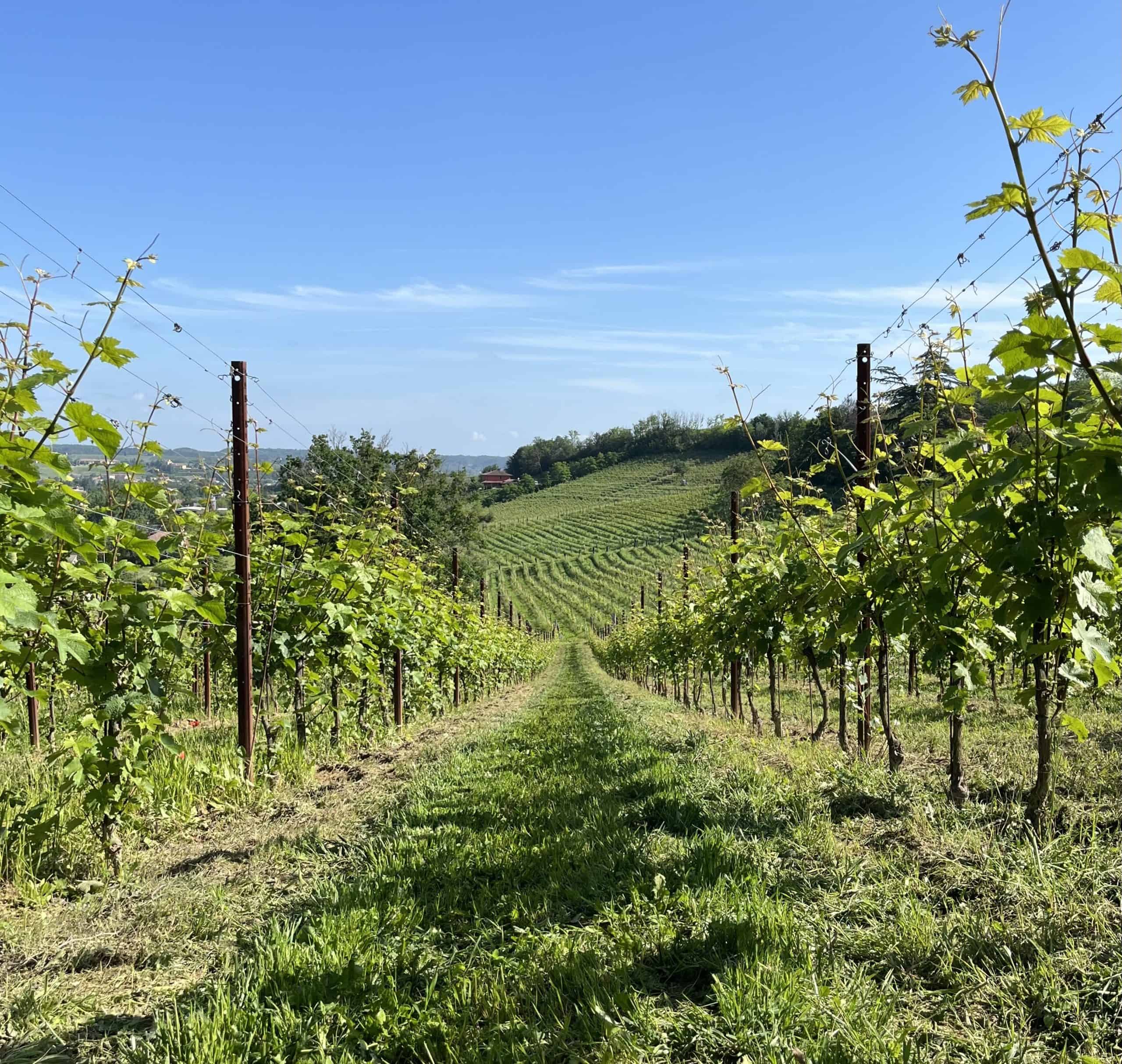 Vineyards on the sloped hillside (Frasca Wine)